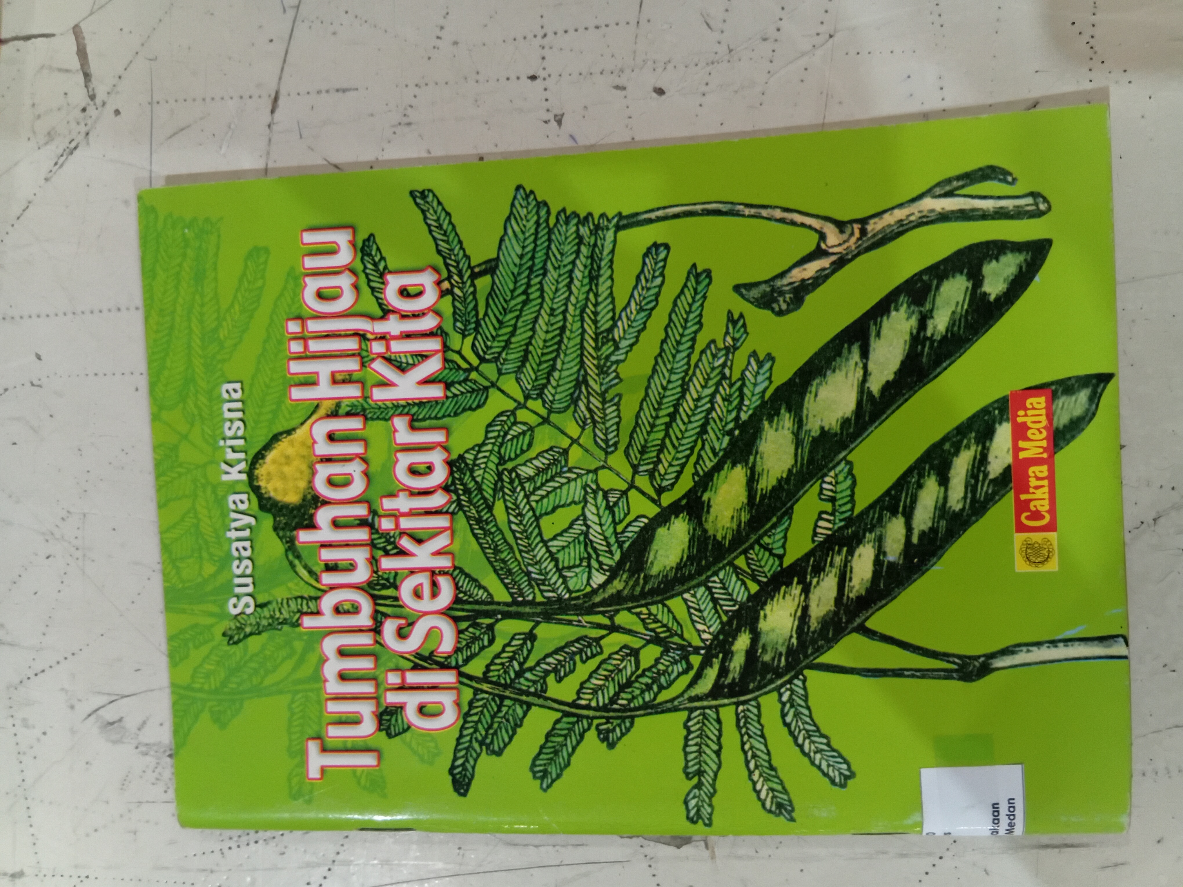 Tumbuhan hijau di sekitar kita